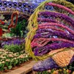 Delhi Flower Show