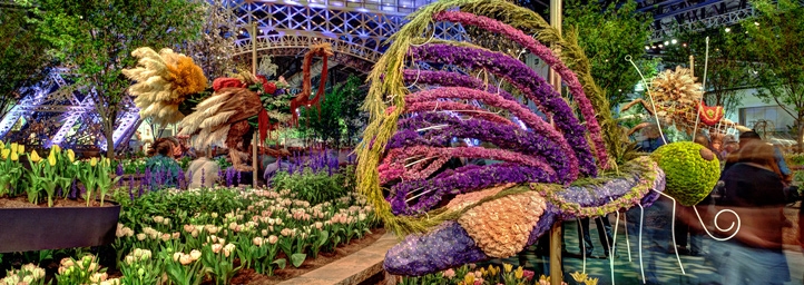 Delhi Flower Show